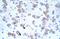Cation Channel Sperm Associated 2 antibody, PA5-41072, Invitrogen Antibodies, Immunohistochemistry paraffin image 