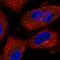 Aurora Kinase A And Ninein Interacting Protein antibody, HPA028730, Atlas Antibodies, Immunofluorescence image 
