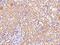 Zinc Finger CCHC-Type Containing 4 antibody, 203216-T08, Sino Biological, Immunohistochemistry frozen image 