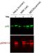 Mitogen-Activated Protein Kinase 1 antibody, MA1-099, Invitrogen Antibodies, Western Blot image 