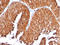 60 kDa heat shock protein, mitochondrial antibody, AM50115PU-T, Origene, Immunohistochemistry paraffin image 