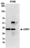 Leukocyte Receptor Cluster Member 1 antibody, NBP2-41357, Novus Biologicals, Immunoprecipitation image 