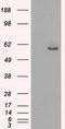 Keratin 8 antibody, CF500216, Origene, Western Blot image 
