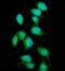 DNA repair protein complementing XP-C cells antibody, A00473-1, Boster Biological Technology, Immunofluorescence image 