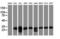 SEN1 antibody, LS-C788760, Lifespan Biosciences, Western Blot image 