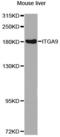 Integrin Subunit Alpha 9 antibody, STJ110006, St John