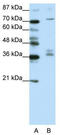 AKAP7 antibody, TA343561, Origene, Western Blot image 