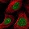 Ring Finger Protein 2 antibody, NBP1-88712, Novus Biologicals, Immunofluorescence image 