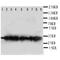 HGH1 Homolog antibody, orb318999, Biorbyt, Western Blot image 