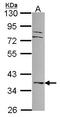 Dual Specificity Phosphatase 6 antibody, LS-C185619, Lifespan Biosciences, Western Blot image 
