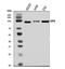 La-related protein 4B antibody, A08433-1, Boster Biological Technology, Western Blot image 