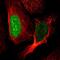 Cancer/Testis Antigen Family 45 Member A1 antibody, NBP2-46729, Novus Biologicals, Immunofluorescence image 