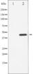 Checkpoint Kinase 1 antibody, TA325368, Origene, Western Blot image 