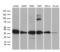 Phosducin Like 3 antibody, MA5-27211, Invitrogen Antibodies, Western Blot image 