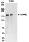 SH3 And Multiple Ankyrin Repeat Domains 3 antibody, NBP2-32161, Novus Biologicals, Immunoprecipitation image 