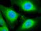 Heat Shock Protein 90 Beta Family Member 1 antibody, orb67500, Biorbyt, Immunofluorescence image 