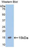 Glutathione S-Transferase Alpha 1 antibody, LS-C300924, Lifespan Biosciences, Western Blot image 