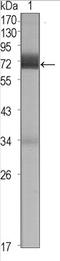 Cerberus 1, DAN Family BMP Antagonist antibody, AM06370SU-N, Origene, Western Blot image 