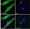 Solute carrier family 12 member 2 antibody, LS-B5941, Lifespan Biosciences, Immunofluorescence image 