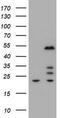 Zinc finger and SCAN domain-containing protein 4 antibody, CF800425, Origene, Western Blot image 