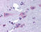 Dopamine Receptor D3 antibody, TA316682, Origene, Immunohistochemistry frozen image 