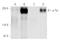 Phosphotyrosine antibody, sc-7020, Santa Cruz Biotechnology, Western Blot image 