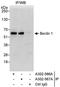 BECN1 antibody, A302-567A, Bethyl Labs, Immunoprecipitation image 