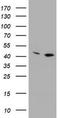 Proline Rich 11 antibody, TA800454AM, Origene, Western Blot image 