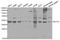 MTOR Associated Protein, LST8 Homolog antibody, TA326904, Origene, Western Blot image 