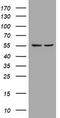 Phosphatidylinositol-4,5-bisphosphate 3-kinase catalytic subunit delta isoform antibody, TA801924S, Origene, Western Blot image 