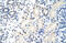 Forkhead Box G1 antibody, ARP38595_T100, Aviva Systems Biology, Immunohistochemistry frozen image 