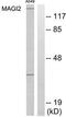 Membrane Associated Guanylate Kinase, WW And PDZ Domain Containing 2 antibody, TA314979, Origene, Western Blot image 