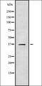 Carbonic anhydrase-related protein 11 antibody, orb338131, Biorbyt, Western Blot image 