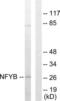 HAP3 antibody, LS-C118837, Lifespan Biosciences, Western Blot image 
