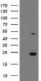 Eukaryotic Translation Initiation Factor 5A2 antibody, MA5-26047, Invitrogen Antibodies, Western Blot image 