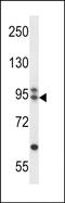 LisH domain-containing protein ARMC9 antibody, PA5-71811, Invitrogen Antibodies, Western Blot image 