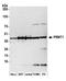 Protein arginine N-methyltransferase 1 antibody, A300-722A, Bethyl Labs, Western Blot image 