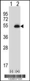 Paired Box 6 antibody, 56-734, ProSci, Western Blot image 