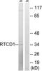 RNA 3 -terminal phosphate cyclase antibody, LS-C120344, Lifespan Biosciences, Western Blot image 