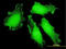 Forkhead Box O3 antibody, LS-B6088, Lifespan Biosciences, Immunofluorescence image 