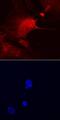 Amyloid beta A4 precursor protein-binding family B member 1-interacting protein antibody, AF7279, R&D Systems, Immunofluorescence image 