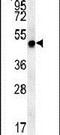 Magnesium transporter NIPA4 antibody, PA5-23586, Invitrogen Antibodies, Western Blot image 