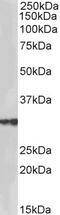 Nuclease EXOG, mitochondrial antibody, 43-701, ProSci, Enzyme Linked Immunosorbent Assay image 