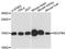 NADH:Ubiquinone Oxidoreductase Subunit B4 antibody, A13820, ABclonal Technology, Western Blot image 