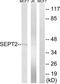 Septin-2 antibody, TA314243, Origene, Western Blot image 