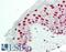Cell Cycle And Apoptosis Regulator 2 antibody, LS-B13978, Lifespan Biosciences, Immunohistochemistry paraffin image 