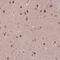 Nuclear factor of activated T-cells 5 antibody, HPA069711, Atlas Antibodies, Immunohistochemistry frozen image 