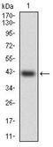 Heat shock factor protein 4 antibody, MA5-17090, Invitrogen Antibodies, Western Blot image 