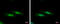 Nuclear nucleic acid-binding protein C1D antibody, GTX129439, GeneTex, Immunocytochemistry image 
