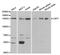 Ubiquitin Specific Peptidase 7 antibody, MBS127538, MyBioSource, Western Blot image 